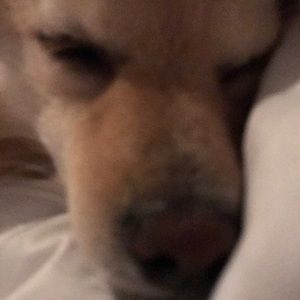 Meet your Posher, Chase